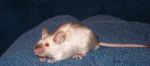 Mice and Rats Fancy Mice 